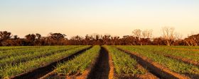 Farm Kanagaroo Island Garlic