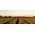 Farm Kanagaroo Island Garlic